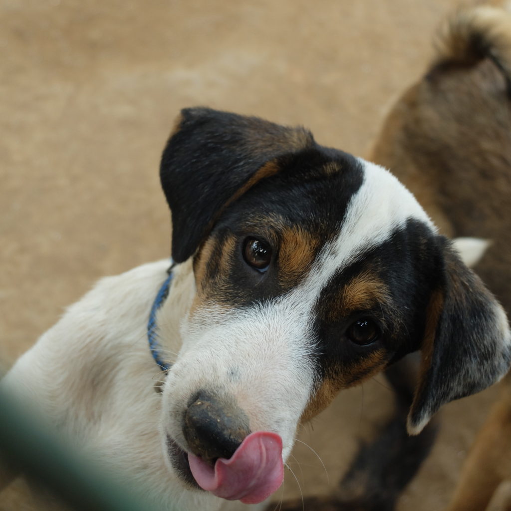 Community Dog Welfare Centre Kathmandu Nepal Dog Rescue Lily