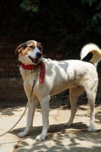 Community Dog Welfare Centre Kathmandu Nepal Dog Rescue Lily