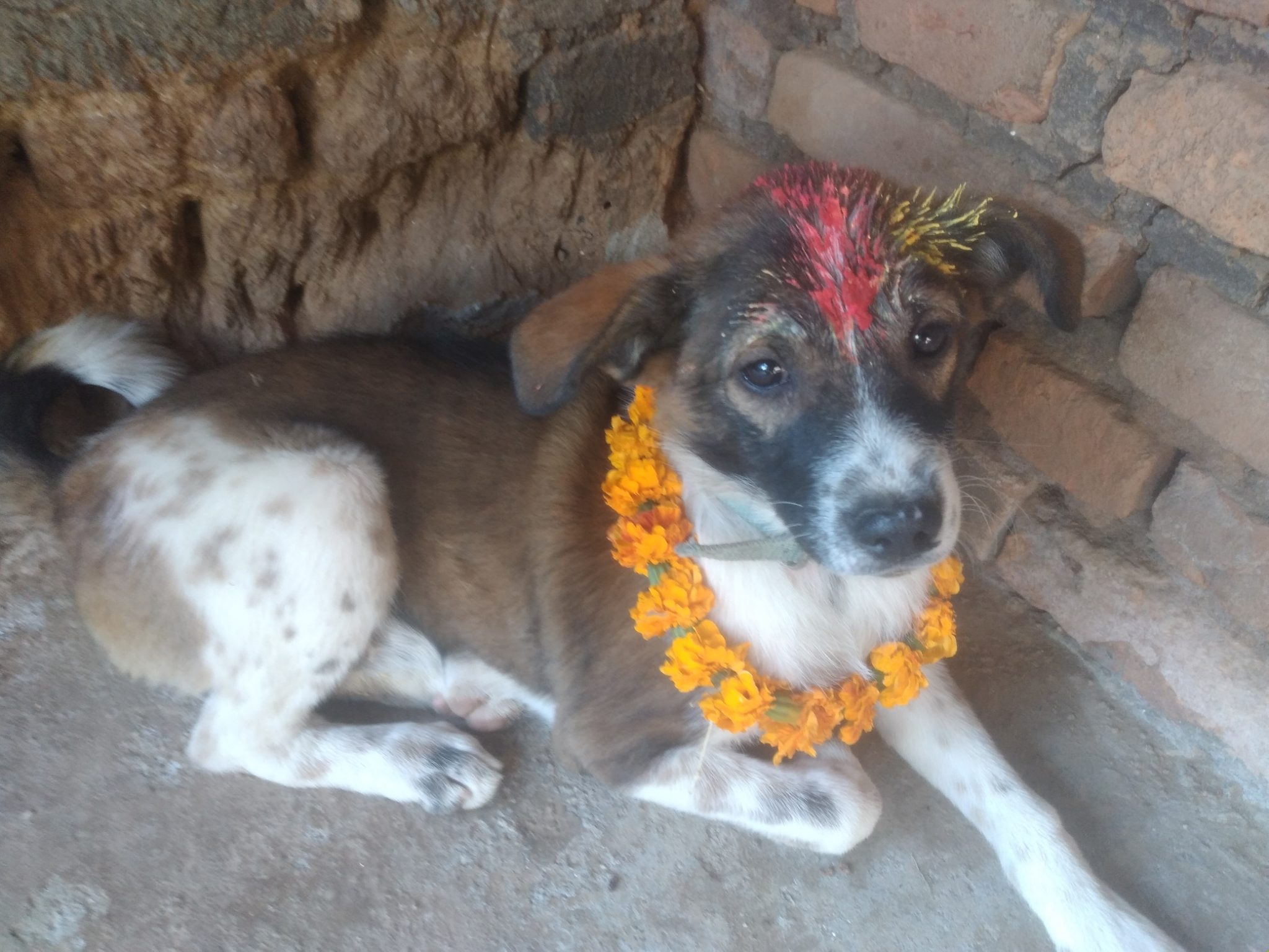 Sari – Community Dog Welfare Kopan