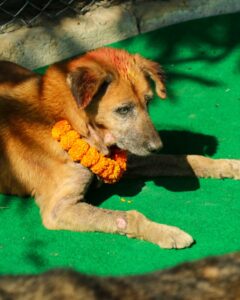 Kukur Tihar Dog Festival Day of the Dogs
