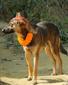 Kukur Tihar Dog Festival Day of the Dogs