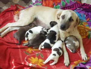 mohani and her puppies